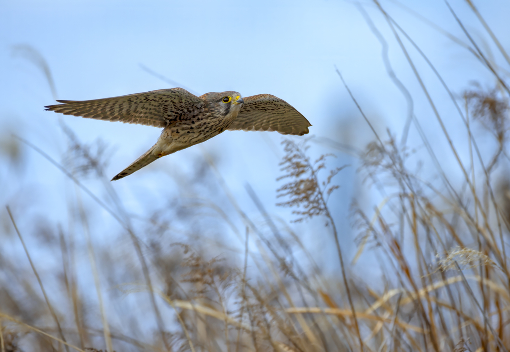 チョウゲンボウ
