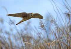 チョウゲンボウ