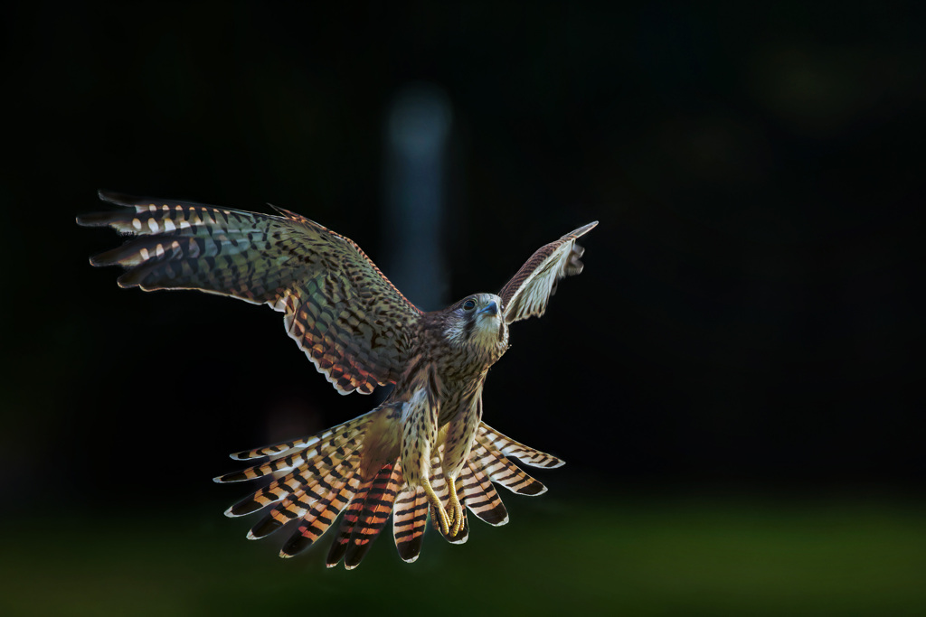 チョウゲンボウ