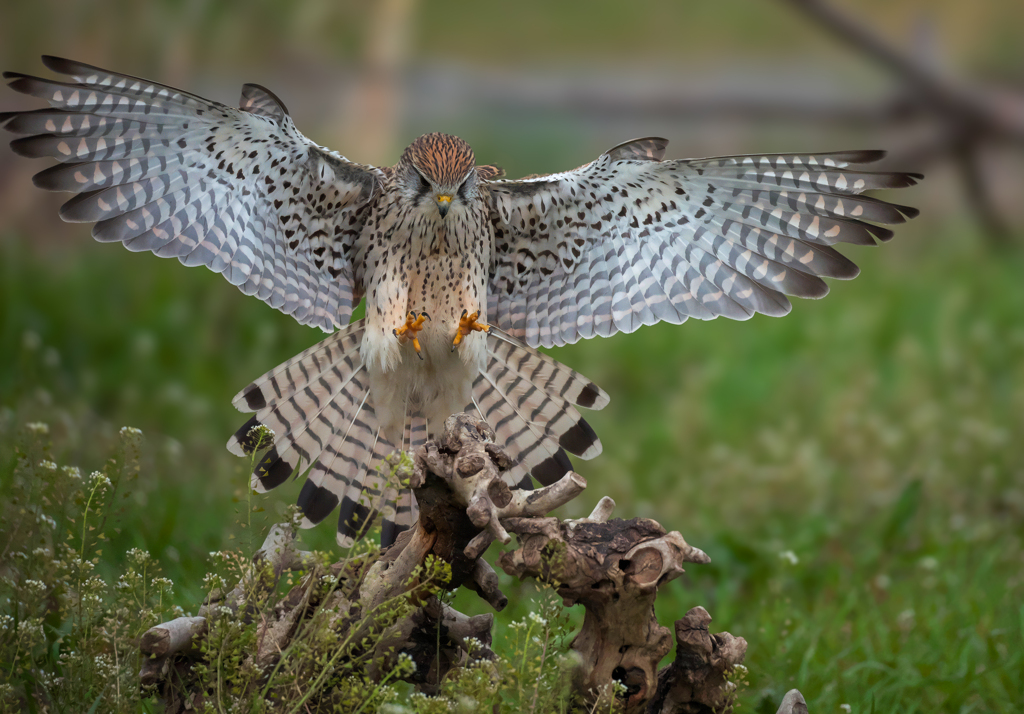 チョウゲンボウ