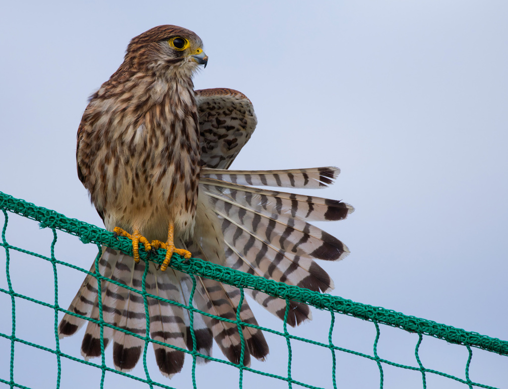 チョウゲンボウ