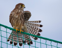 チョウゲンボウ