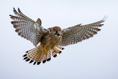 チョウゲンボウ