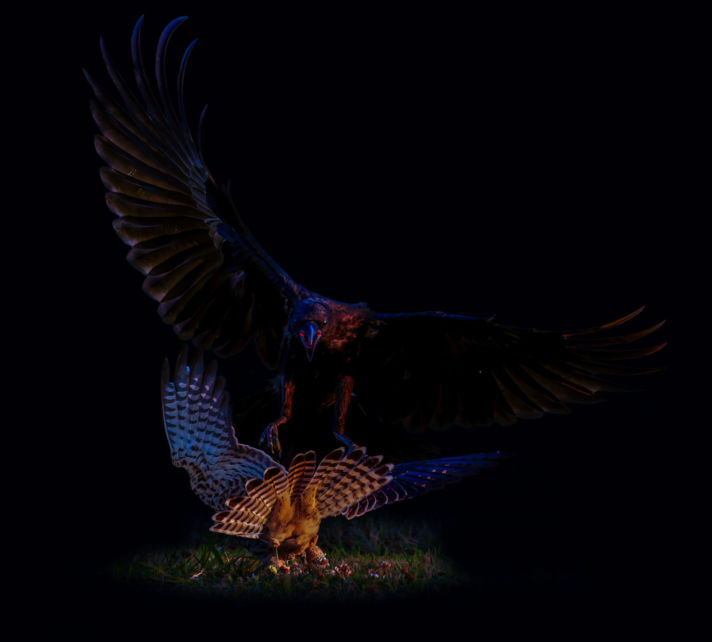 チョウゲンボウ