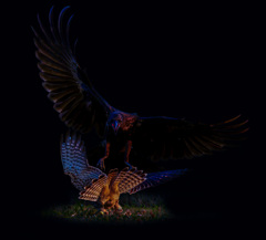 チョウゲンボウ