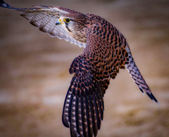 チョウゲンボウ