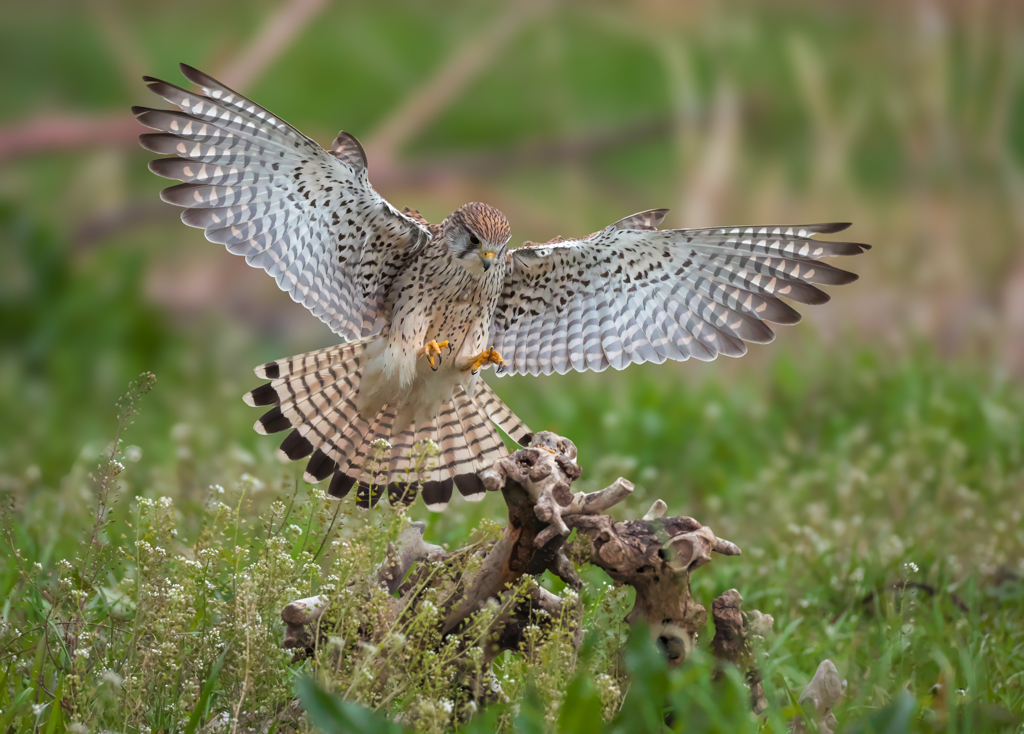 チョウゲンボウ