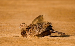 キジのメス（砂浴び）