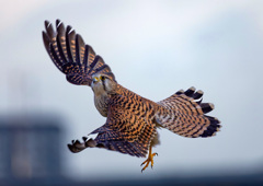 チョウゲンボウ