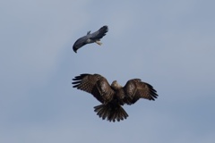 ハヤブサとノスリ