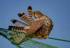 チョウゲンボウ