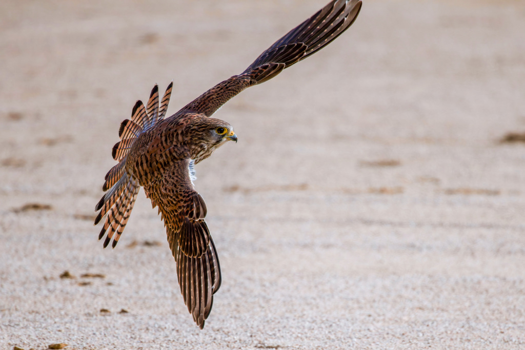 チョウゲンボウ