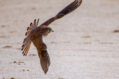 チョウゲンボウ