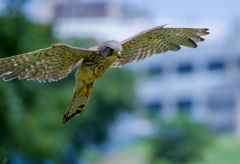 チョウゲンボウ