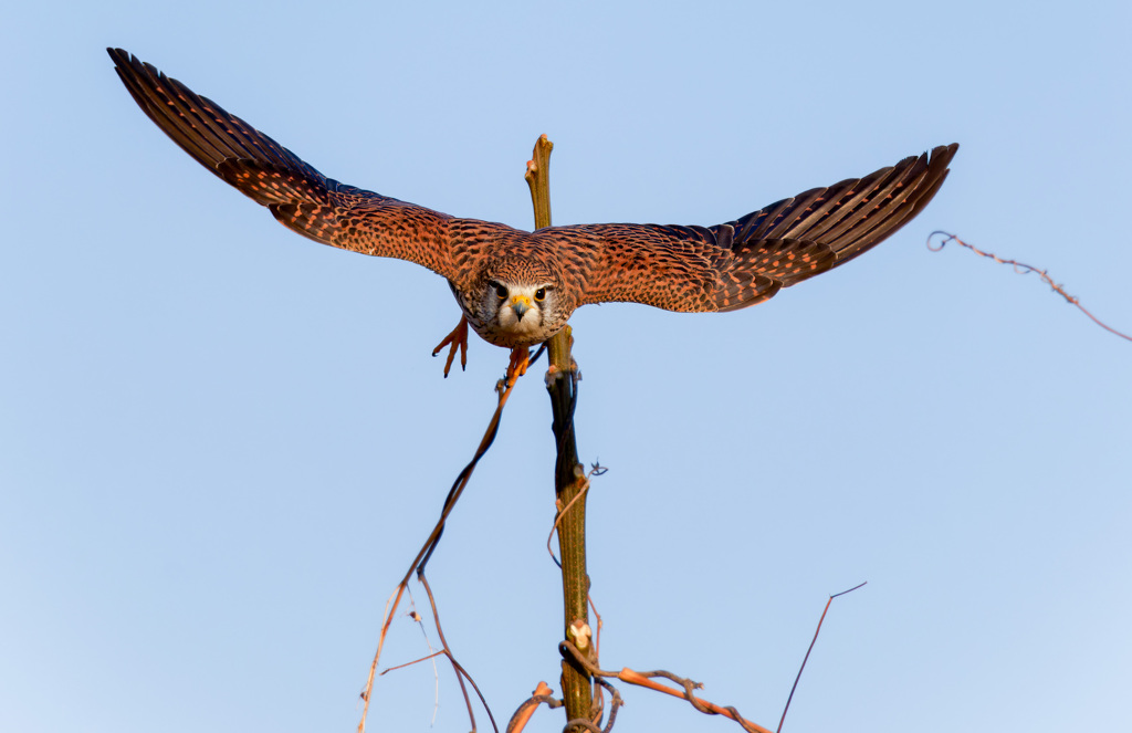 チョウゲンボウ