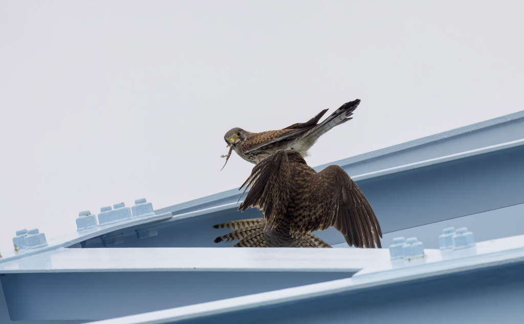 チョウゲンボウ