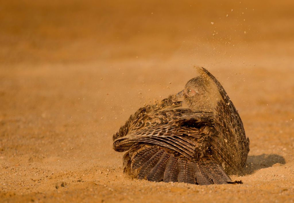 キジのメス（砂浴び）