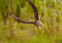 チョウゲンボウ