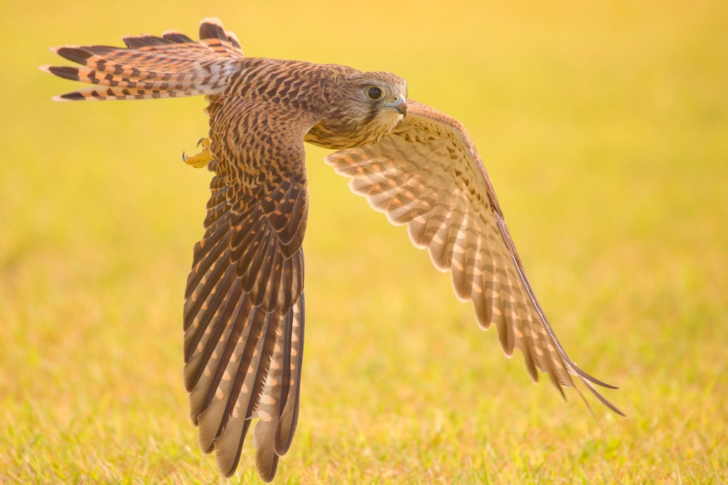 チョウゲンボウ