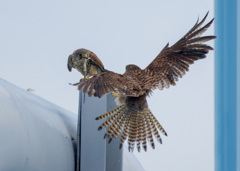 チョウゲンボウ