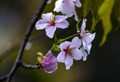 雨桜