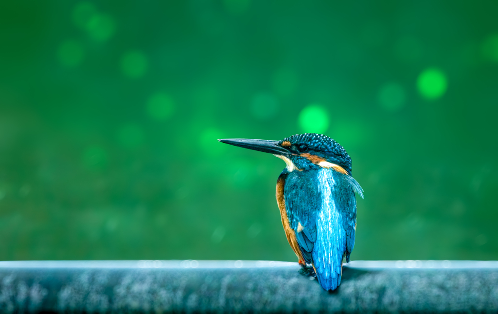カワセミ