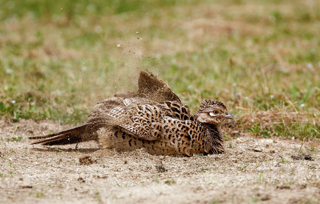 キジの砂浴び