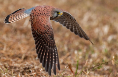 チョウゲンボウ