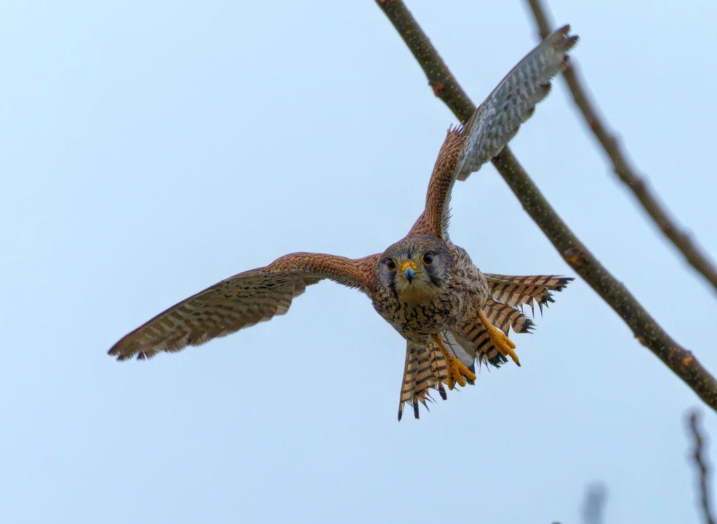 チョウゲンボウ