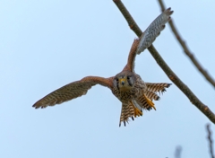 チョウゲンボウ