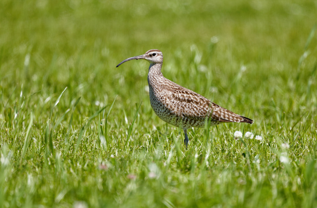 チュウシャクシギ