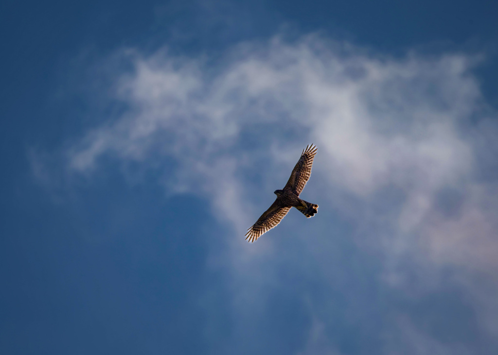 ハイタカ飛ぶ