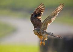 チョウゲンボウ