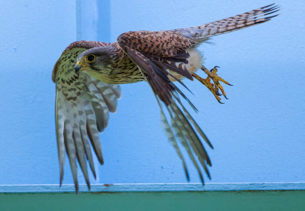 チョウゲンボウ