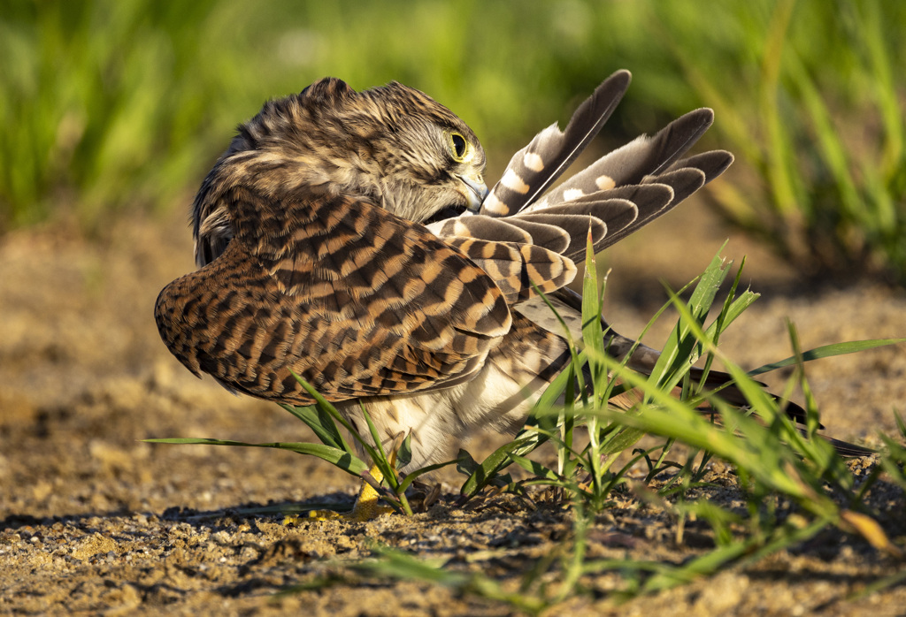 チョウゲンボウ