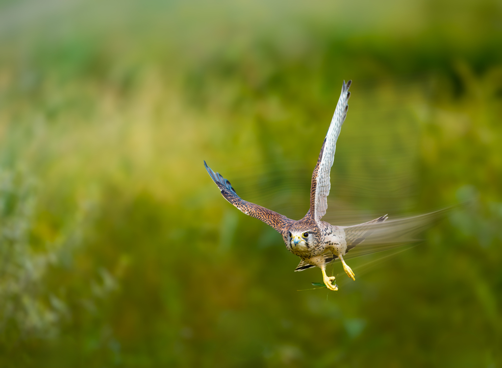 チョウゲンボウ