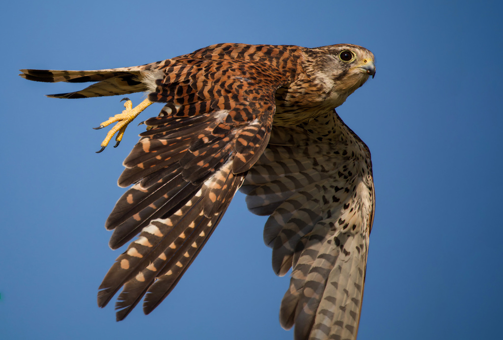 チョウゲンボウ