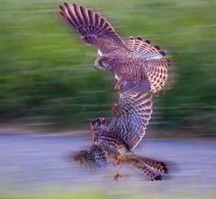 チョウゲンボウ