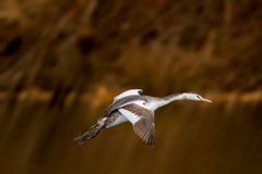 カンムリカイツブリ