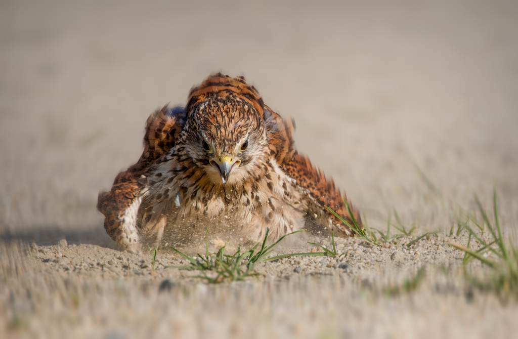 チョウゲンボウ