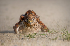 チョウゲンボウ