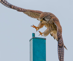 チョウゲンボウ