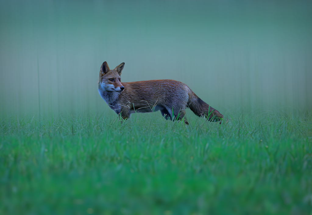 キツネ