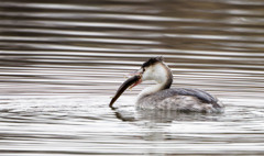 カンムリカイツブリ