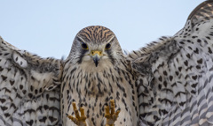 チョウゲンボウ