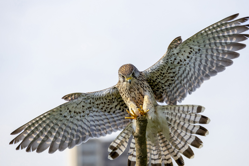 チョウゲンボウ