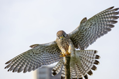 チョウゲンボウ