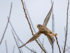 チョウゲンボウ