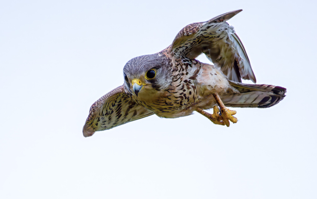 チョウゲンボウ
