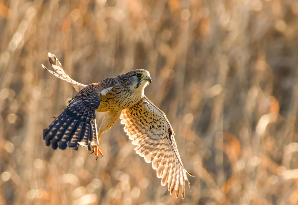 チョウゲンボウ